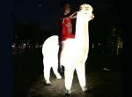 LED simulation alpaca lamp outdoor landscape outdoor waterproof FRP animal lamp