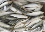 Sardinella Lemuru 100% Net Weight 90g Frozen Whole Sardines