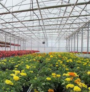 Quality US Currency Single-Pan Hydroponic System for Greenhouse Vegetable Farming Performance wholesale