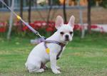 Adjustable Polyester Dog Harness