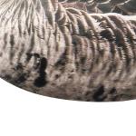 Waterproof Plastic Lifelike Anti Scratch Silhouette Geese Decoy For Specklebelly