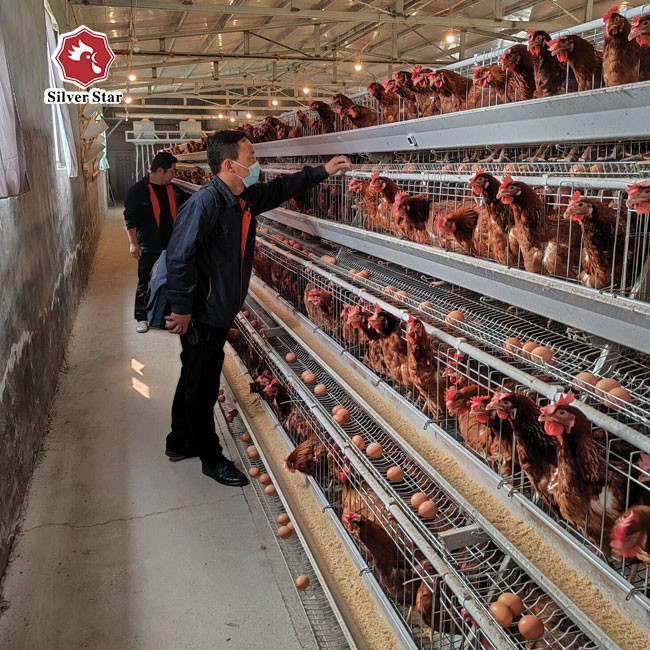 A Type Automatic Layer Cage With Feeding System And Egg Collection 4 Tiers