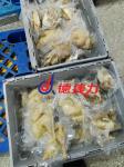 800KG/H Mesh Belt Tunnel Freezer