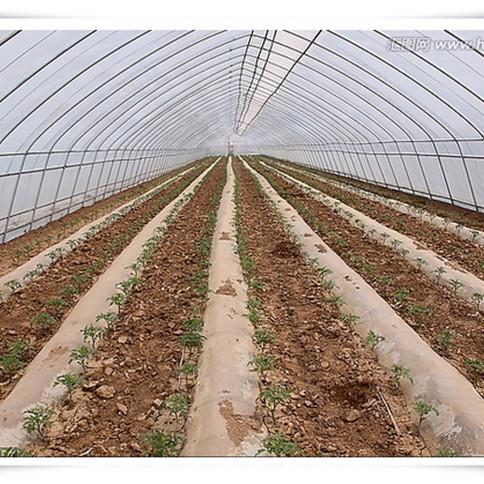 3m High Agricultural Poly Tunnel Greenhouse Transparent Colour Customizable