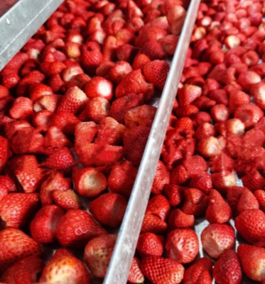 Silicone Oil Heating Commercial Freeze Dried Fruit Machine for Meat Fish Vegetable