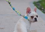 30m Sublimation Dog Leash
