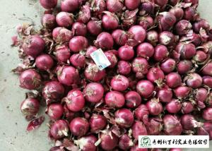 Quality Juicy Sweet Red Onion 10 Kg / Bag Packing White Flesh For Cooking wholesale