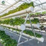 Large Size Commercial Lettuce Greenhouse With Hydroponic Growing Systems