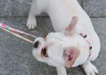 7.62m 25 Foot Nylon Anti Pull Dog Leash Around Chest Mouth Waist