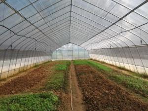 Quality Gothic Structure Single Tunnel Greenhouse Hot Dip Galvanized Tube Frame wholesale