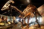 Realistic Complete Dinosaur Fossil , Simulation Full Dinosaur Skeleton