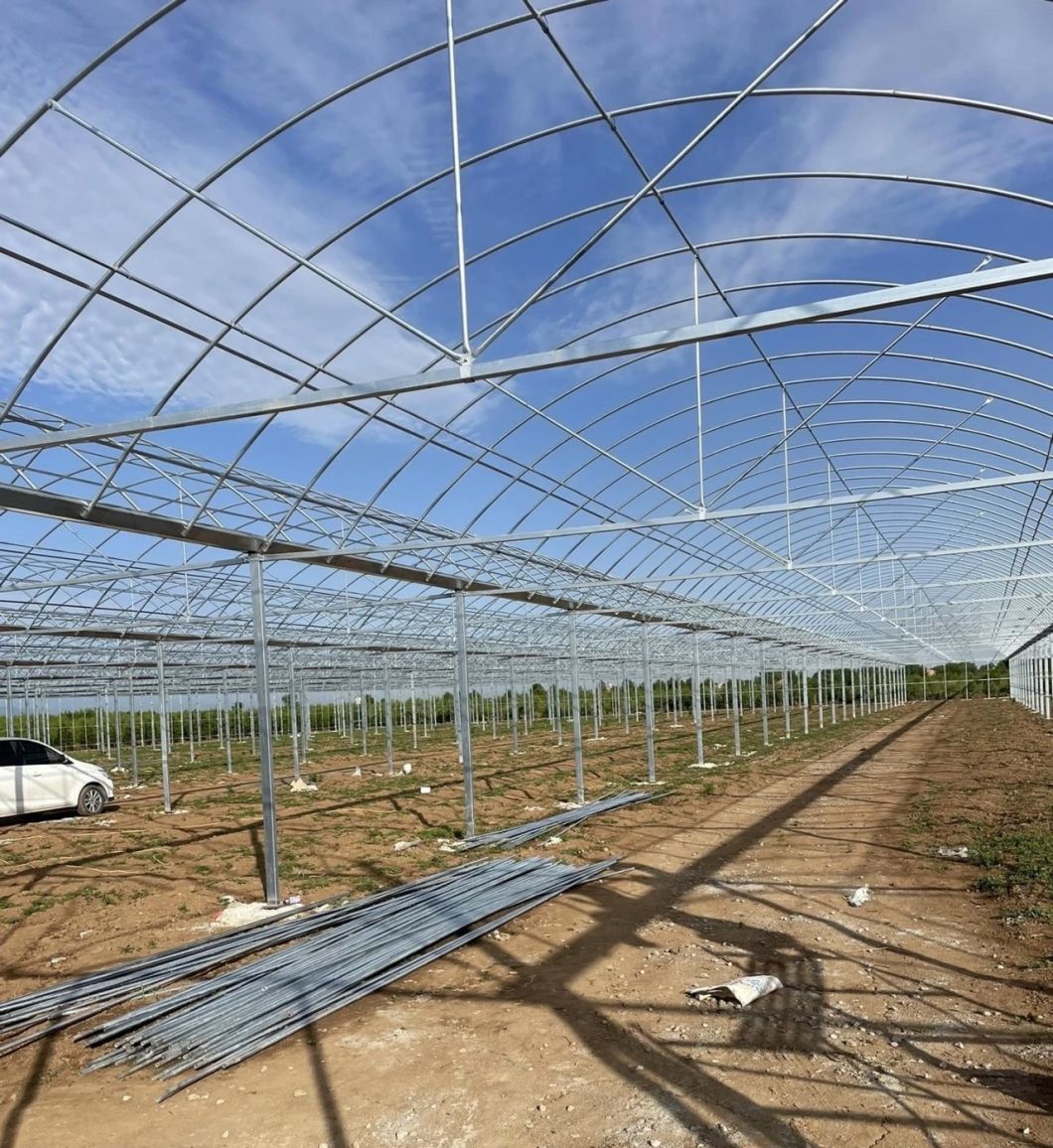 Multi-Span Tunnel Vegetable Production Greenhouse