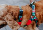 Polyester Watermelon Dog Harness For Freedom Walker Front Walking