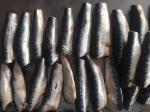 Natural glaze best selling price HGT Fresh Frozen Sardines For canning