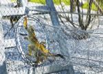 X Tend Flexible Steel Mesh Knotted Woven Cable Animal Enclosure For Lion / Bird