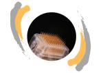 Online shopping free shipping 0.3-3mm golden plating fractional rf microneedle