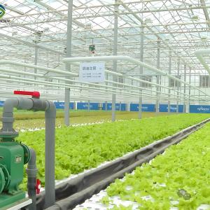Quality Customization Commercial Plastic Film Greenhouse For Lettuce Planting wholesale