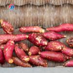 180KG Small automatic ginger washing machine Cassava peeling machine sweet