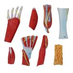 Life size Anotomy Didactic Research Medical School Campus Hospital Rehabilitatio