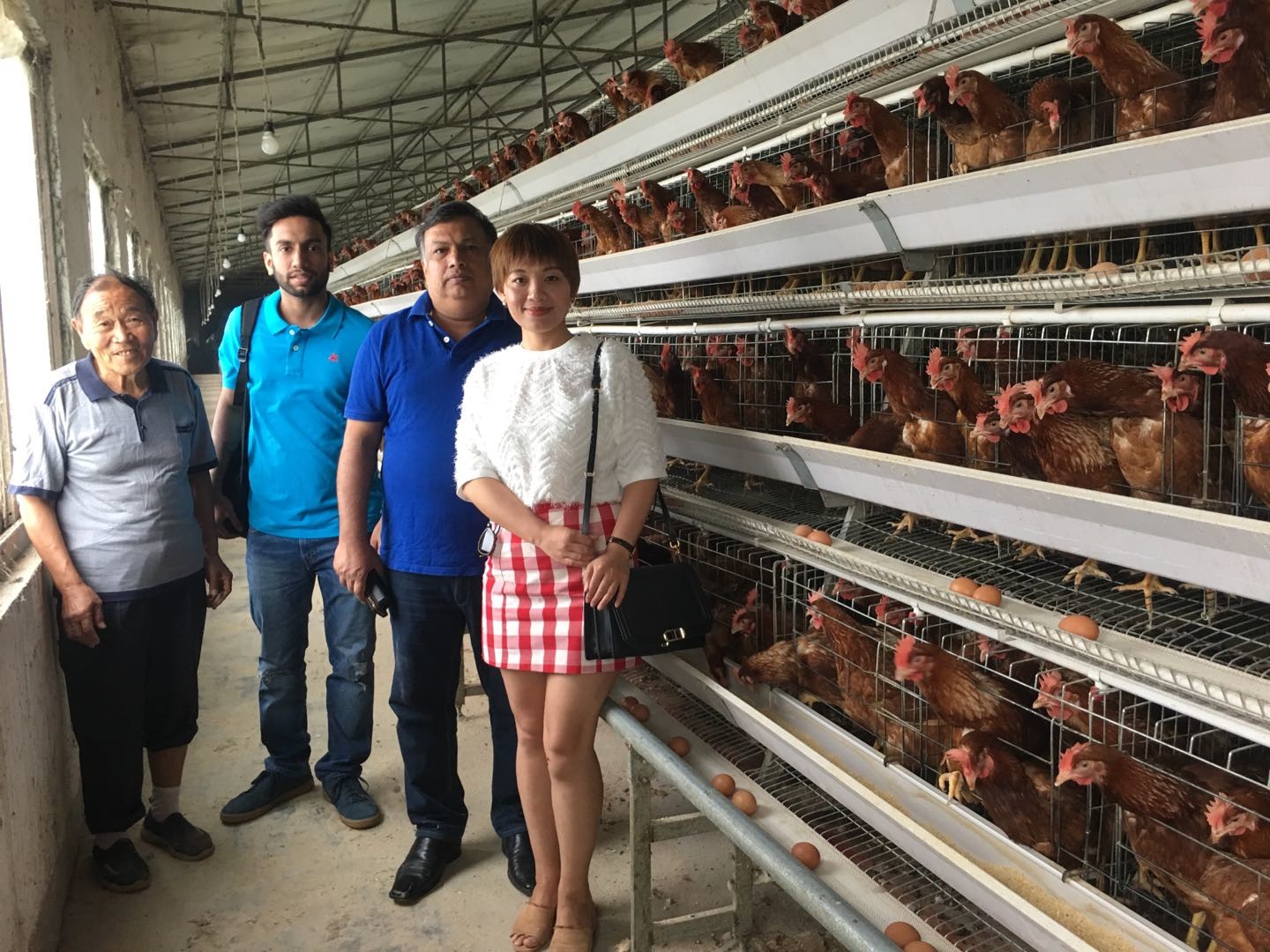 Automatic Egg Chicken Layer Battery Cage Poultry Farming System A Type