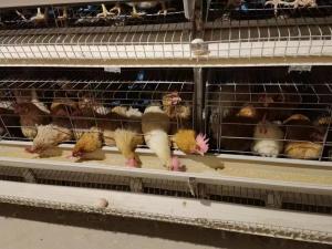 Quality Multi-tiers Chicken Poultry Farm Battery Chicken Layer Cage For Pakistan Farm wholesale