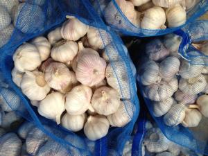 Quality Garlic to Ecuador wholesale