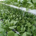 Arched Roof Aquaculture Vegetable Film Sunlight Greenhouse for US Strawberry