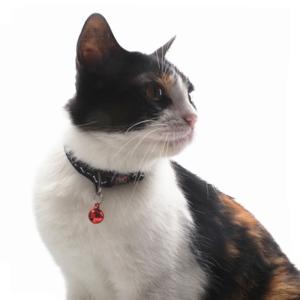 Quality Sustainable Polyester Tactical Adjustable Pet Collars Leashes wholesale