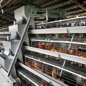 Quality 10000 Layers Battery Chicken Cage Automatic Drinking wholesale