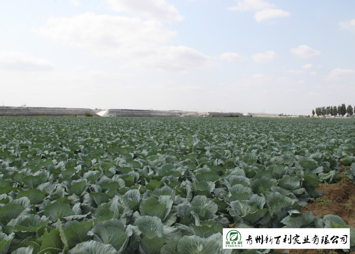 Japan Standard Fresh Green Cabbage Big Size Own Plantation Delicious Taste
