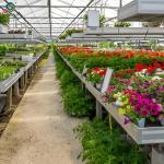 Glass Film Polycarbonate Greenhouse Flower Greenhouse With Intelligent Systems