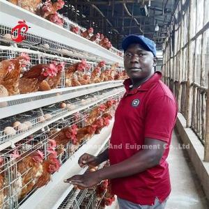 Quality Chicken Layer Galvanized Poultry Battery Cage System Oxidation Resistance In Farm Mia wholesale
