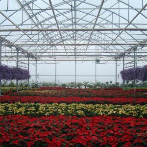 Quality High Tunnel Gutters Air Circulation Multi Span Greenhouse for Flowers Growing wholesale