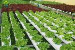 Nontoxic PVC Soilless Culture System Vertical Hydroponic Growing Irrigation