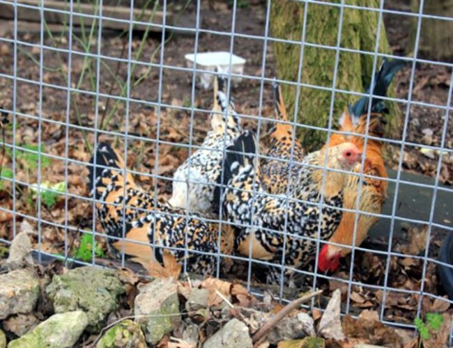 High Durability Galvanized Welded Mesh Rolls For Poultry Raising
