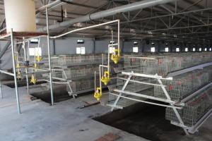 Quality Farming Coop Chick Rearing Cage Animal Husbandry Equipment wholesale