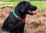 Custom Green 1.5 Inch 2 Inch Wide Nylon Dog Collars With Metal Buckle