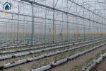 Tomato Hydroponic PP Roll Vegetables Planting Gutter In Modern Farming