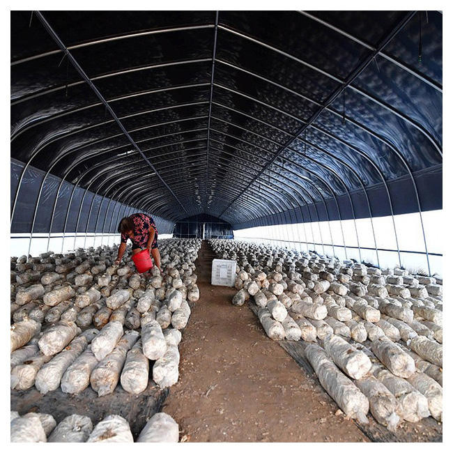 Automatic Polycarbonate Metal Frame Agriculture Greenhouse Blackout For Mushroom Growing