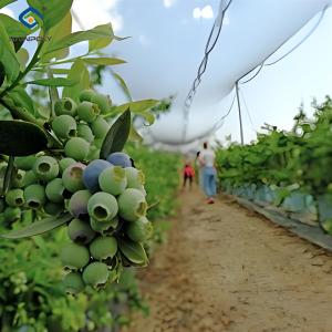 Quality Personalized Blueberries Greenhouse With Plastic Covering Rainproof wholesale