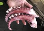 seasoned squid tentacle chemical off white color no additives forzen squid rings