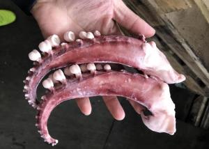 Quality Iqf Seasoned Squid Tentacle wholesale