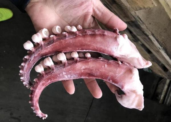 seasoned squid tentacle chemical off white color no additives forzen squid rings