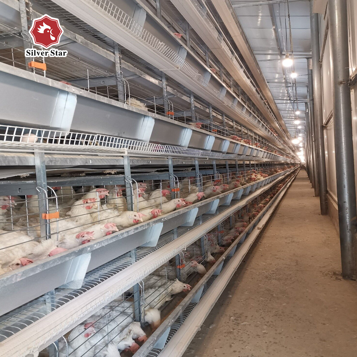 H Type Big Size Automatic Egg Layer Chicken Cage Hot Dip Galvanized Material
