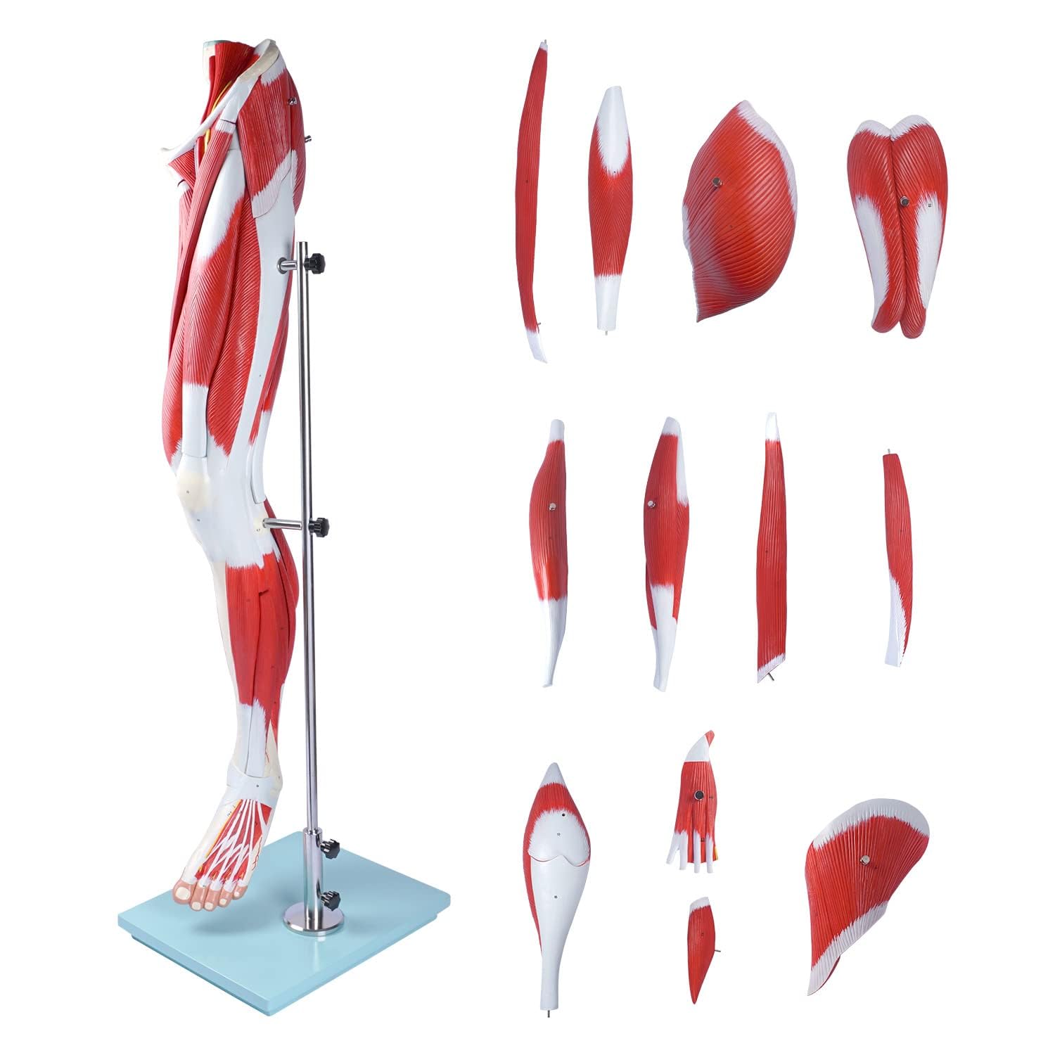 Human Hip thigh calf and foot muscles 13 parts Life Size Arteries & Veins for Study Display Teaching Medical Leg Muscle Model