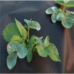 70GSM Heavy Duty Weed Control Fabric