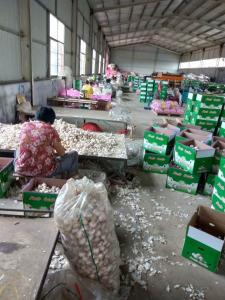 Quality China fresh garlic export to South American by Pioneer garlic group wholesale