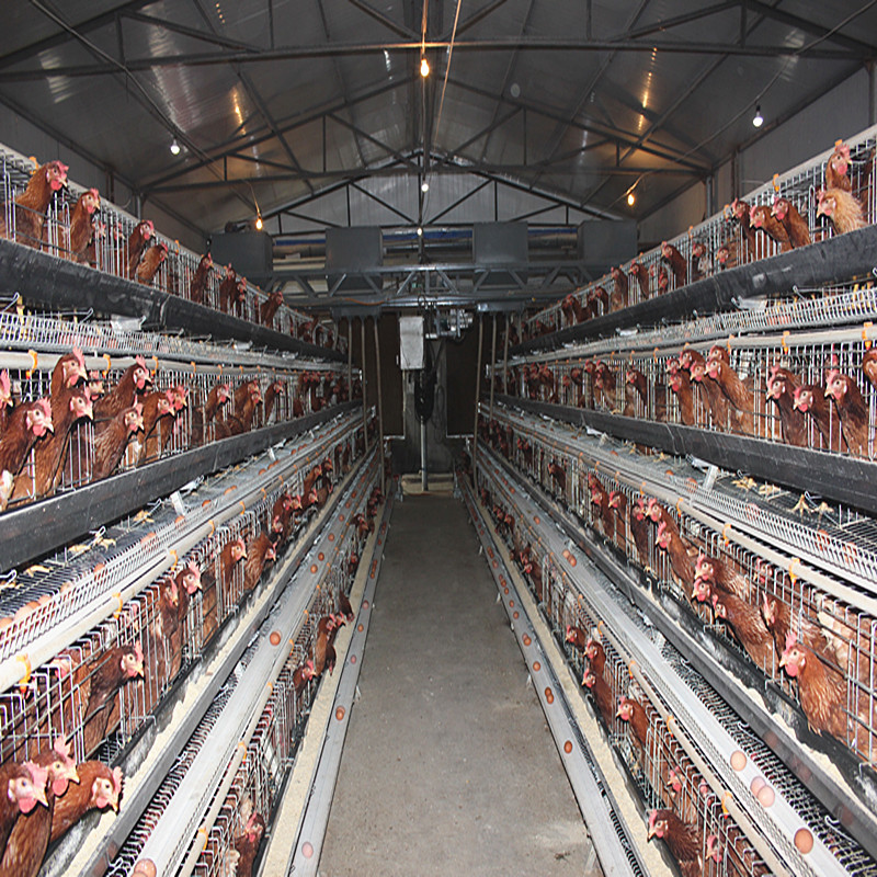 Automatic Poultry Farm Egg Layer Chicken Cage System 65 X 62.5 X 44 CM