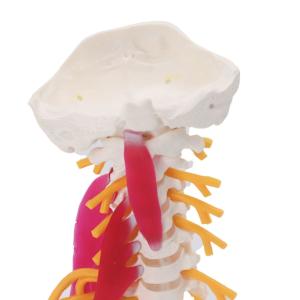 Quality Spine Cervical Vertebra Full Size Medical Skeleton Nerves Posterior Occipital Bone wholesale