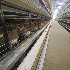 Quality Soncap 3-8tiers Poultry Battery Layer Chicken Cage Hopper Feeding wholesale
